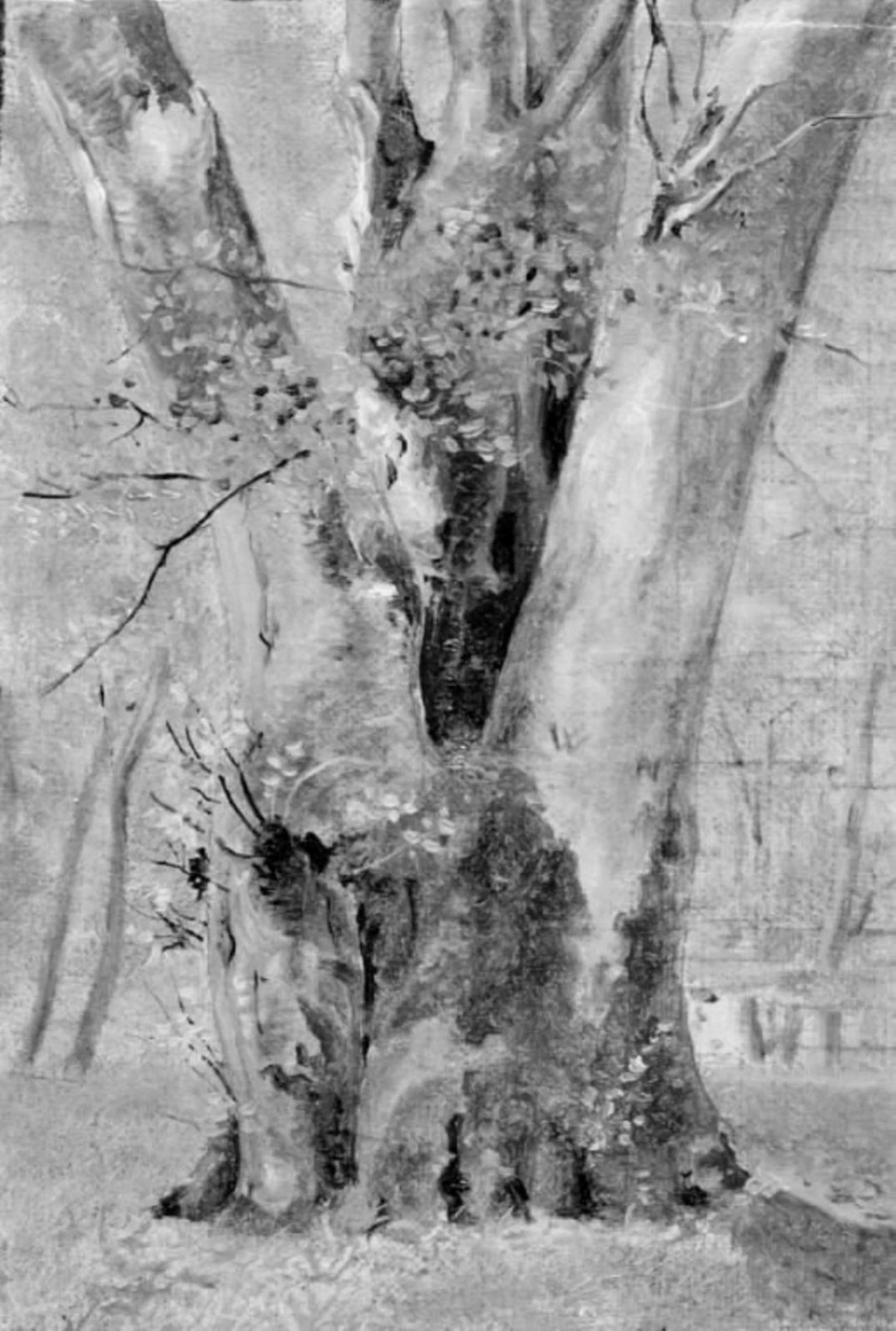 Un albero con più tronchi - Statens Museum for Kunst